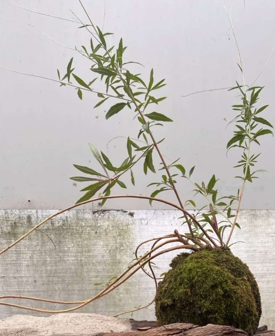 Biomorphosis Bonsai Stand