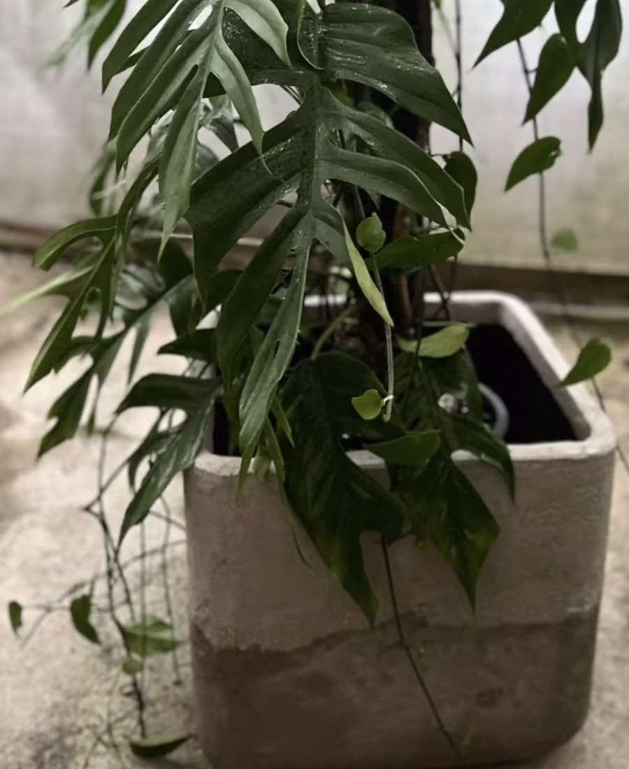 Plant styled by exzibitdesign