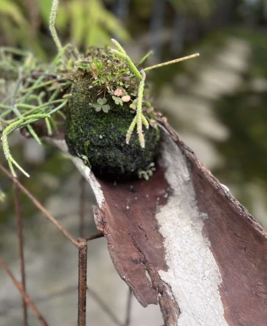 Kokedama on bark